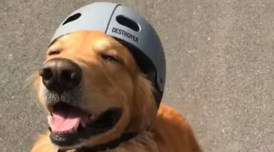 Счастливый пес обожает кататься на скейте - видео