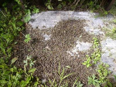 В Сибири опять массово гибнут пчелы