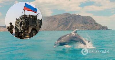 Россию подозревают в использовании боевых дельфинов из Крыма в Сирии, – Forbes