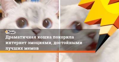 Драматичная кошка покорила интернет эмоциями, достойными лучших мемов