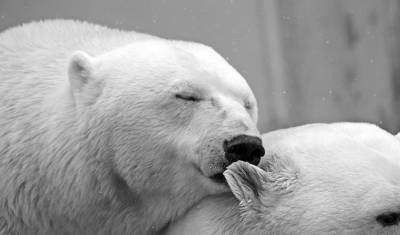 В Арктической зоне РФ пройдут тестовые авиаучеты белых медведей