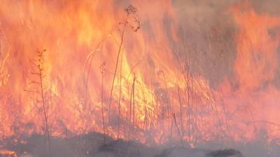 Лесные пожары в Приамурье: два крупных возгорания ликвидированы