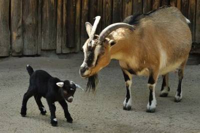 В американской Одессе был подан иск в суд из-за отцовства породистого козла