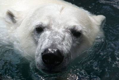 Названы сроки вымирания белых медведей
