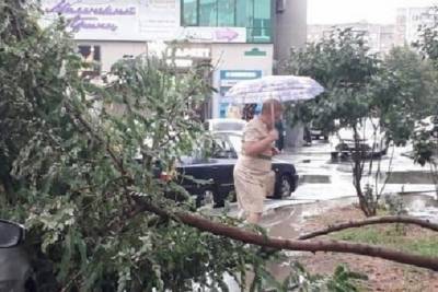 Краснодарские спасатели получили 15 заявок на уборку упавших деревьев после сильного ливня