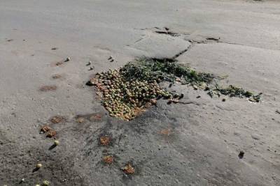 В Рязанской области дорогу «отремонтировали» яблоками