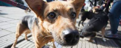 В Красногорске проведут выставку-пристройство бездомных собак