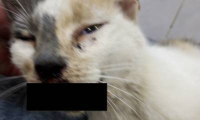 Умерла кошка, которую избивали и поджигали дети