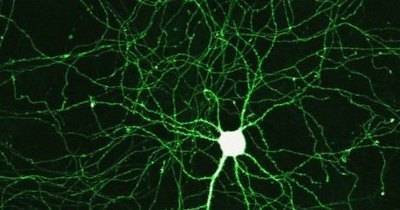 Ученые вернули способность к движению, определив нужные нейроны