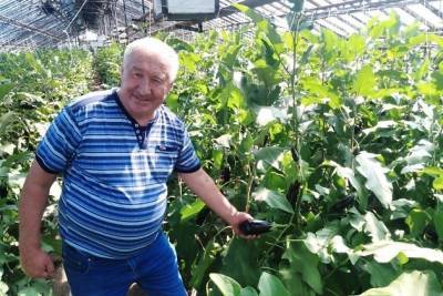 «Черновский овощевод» намерен восстановить 16 теплиц и закрыть потребность Читы в огурцах