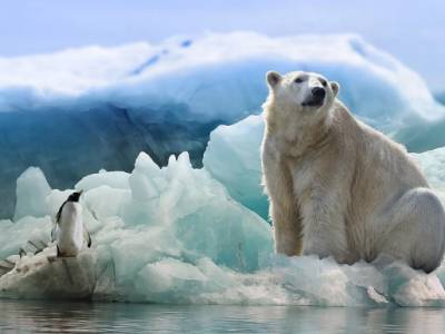 Ученые назвали сроки вымирания белых медведей
