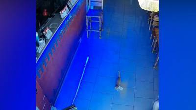 "Приютили ворюгу!": котенок дважды украл деньги из кассы бара в Анапе