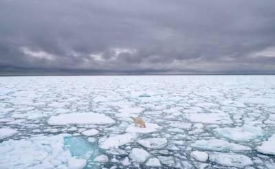Белые медведи вымрут до конца столетия из-за последствий изменения климата — исследование - theins.ru