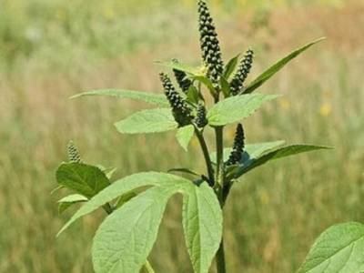 В Башкирии нашли опасное карантинное растение
