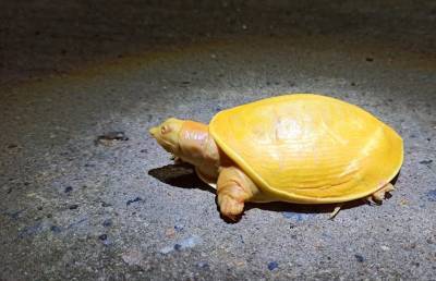 Редкую черепаху жёлтого цвета обнаружили сельские жители