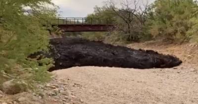 Лесные пожары создали ужасающие черные реки: видео