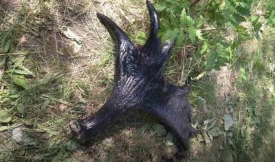 Лосиные рога обнаружили в канализации около улицы Московский тракт в Тюмени