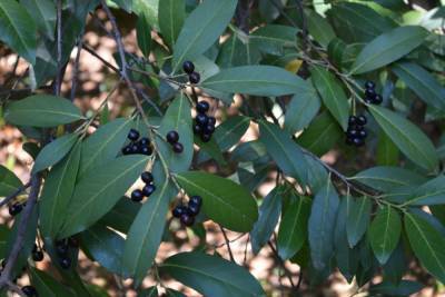 В сочинском парке «Дендрарий» созрели плоды ядовитой лавровишни