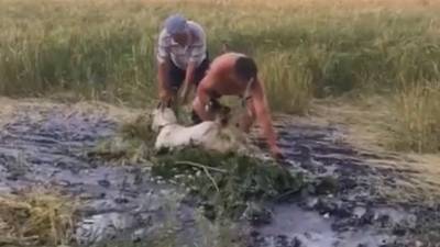 В Башкирии сельчане отодрали прилипшего к земле козла