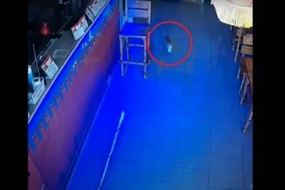 Котенок в анапском баре дважды украл деньги из кассы