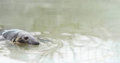 В Калининградском зоопарке погибли медведь и три тюленя