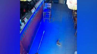 В Анапе котенок дважды украл деньги из пивной