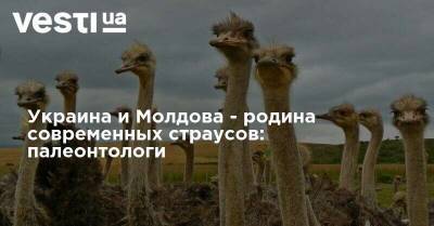 Украина и Молдова - родина современных страусов: палеонтологи