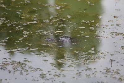 Воронежцы испугались гибели рыб и черепах в лебедином озере