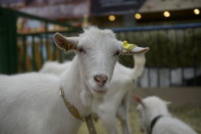 Крупная ферма по разведению коз появится в Коломне
