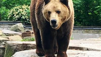 Медведь и три тюленя погибли в зоопарке Калининграда