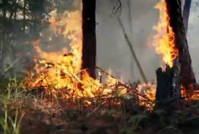 На границе Печоро-Илычского заповедника горит лес