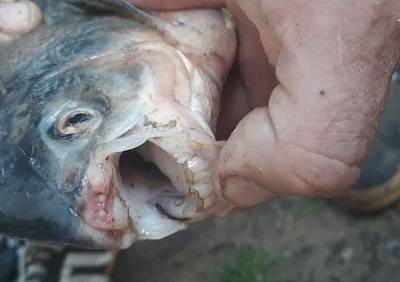 Рязанец поймал рыбу с «человеческими» зубами - ya62.ru - Рязань