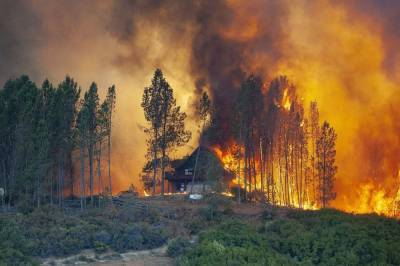 В Луганской области вспыхнул лесной пожар из-за обстрела