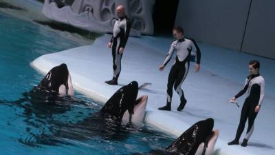 “Проект” рассказал о торговле Россией китами и дельфинами