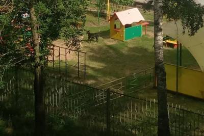 На территории детского сада в Твери бегают бездомные собаки