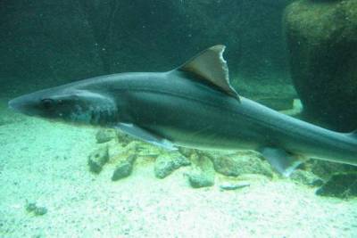 Британские учёные нашли пластик в кишечнике глубоководных акул