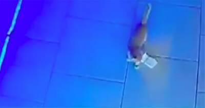 В Анапе кота застали за кражей денег из кассы бара