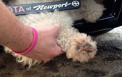 Жительница Хайфы заперла собаку на жаре в машине и пойдет под суд