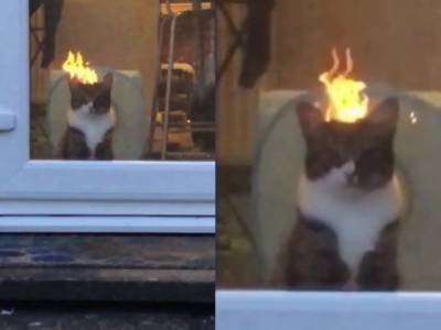 Видеоролик с «горящим» котом стал вирусным в Сети (ВИДЕО)