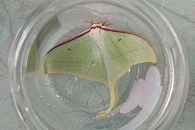 Уникальную бабочку-павлиноглазку поймали в Нерчинске — её отпустили на свободу