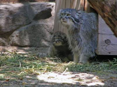 16 манулов родились в Новосибирском зоопарке