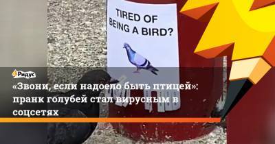 «Звони, если надоело быть птицей»: пранк голубей стал вирусным в соцсетях