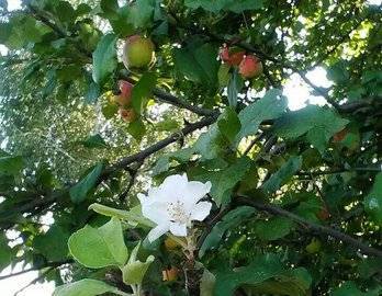 В Башкирии тысячу гектаров земли засадят яблонями