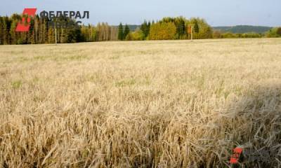 Пяти регионам России грозит засуха