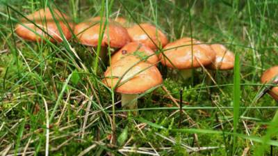 В Воронежской области зарегистрировали первый случай отравления грибами