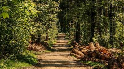 Воронежские власти рассказали о планах на Северный лес после вырубки 5 тыс. деревьев