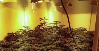 Полиция нашла в теплице плантацию марихуаны