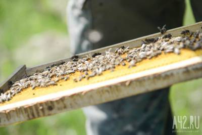 Минсельхоз Кузбасса проверит информацию о массовой гибели пчёл