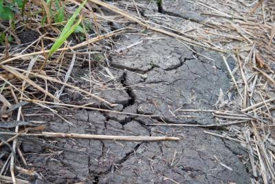 Засуха может погубить сельскохозяйственные культуры в двух регионах Сибири