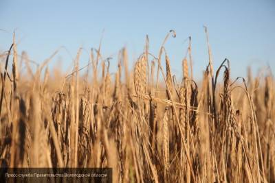 Засуха и гибель кормовых культур ожидается в ряде российских регионов